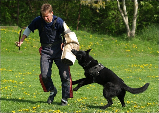 Dogs in training 5/2008